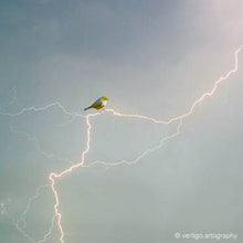 Cargar imagen en el visor de la galería, 'Silvereye of the storm' Art Print by Vertigo Artography